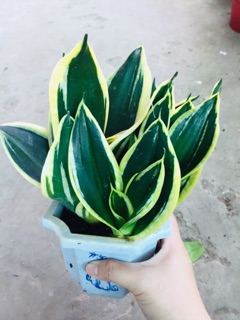 LƯỠI HỔ THÁI VÀNG LÙN