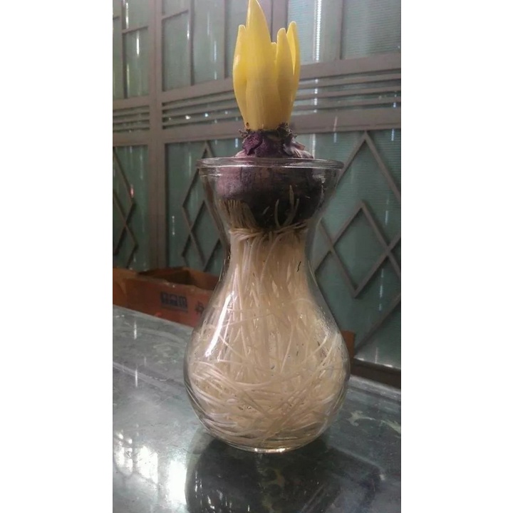 Củ HOA TIÊN ÔNG đã kích mầm