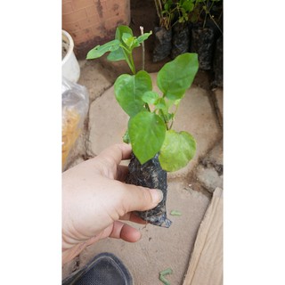 2 cây ngót nhật bổ dưỡng dễ trồng thu hoạch quanh năm - MUA 2 TẶNG 1