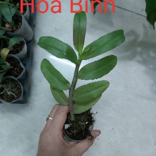 Các loại phi điệp đồng giá