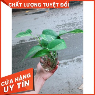 Chậu Trầu Bà Thủy Sinh