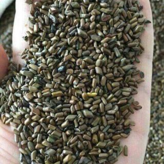 Hạt muồng đồ chơi xúc cát cho bé 1 KG