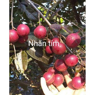 CÂY GIỐNG NHÃN XUỒNG TÍM