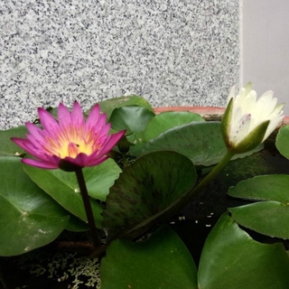 Hạt giống hoa súng