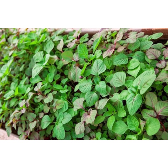 5GR - HẠT GIỐNG RAU DỀN CƠM