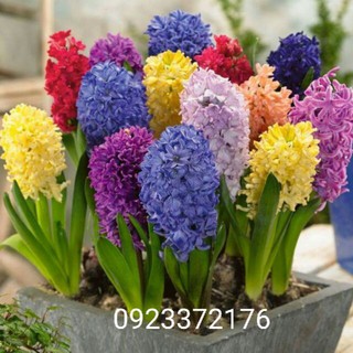 [Đã hết hàng] Củ hoa Tiên Ông (Dạ Lan Hương) - Có 8 màu để lựa chọn