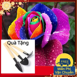 Hạt Giống Hoa Hồng Bảy Màu Tặng Bộ Dụng Cụ Mini Trồng Cây Tặng Bộ Dụng Cụ Mini Trồng Cây