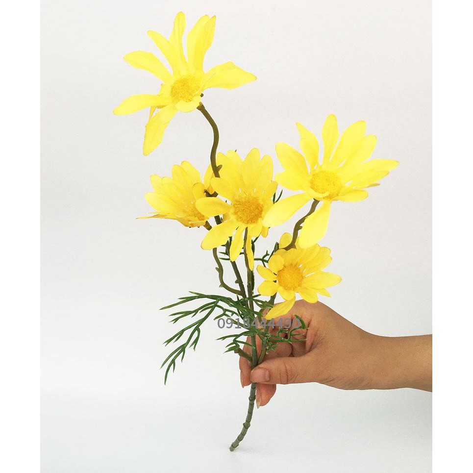 Cúc Họa Mi Siêu Đẹp, Siêu Xinh 52cm