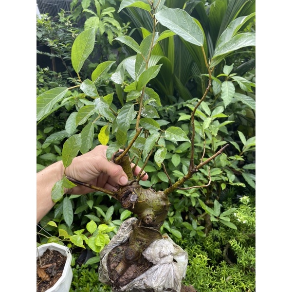 Cây Sung bonsai mini
