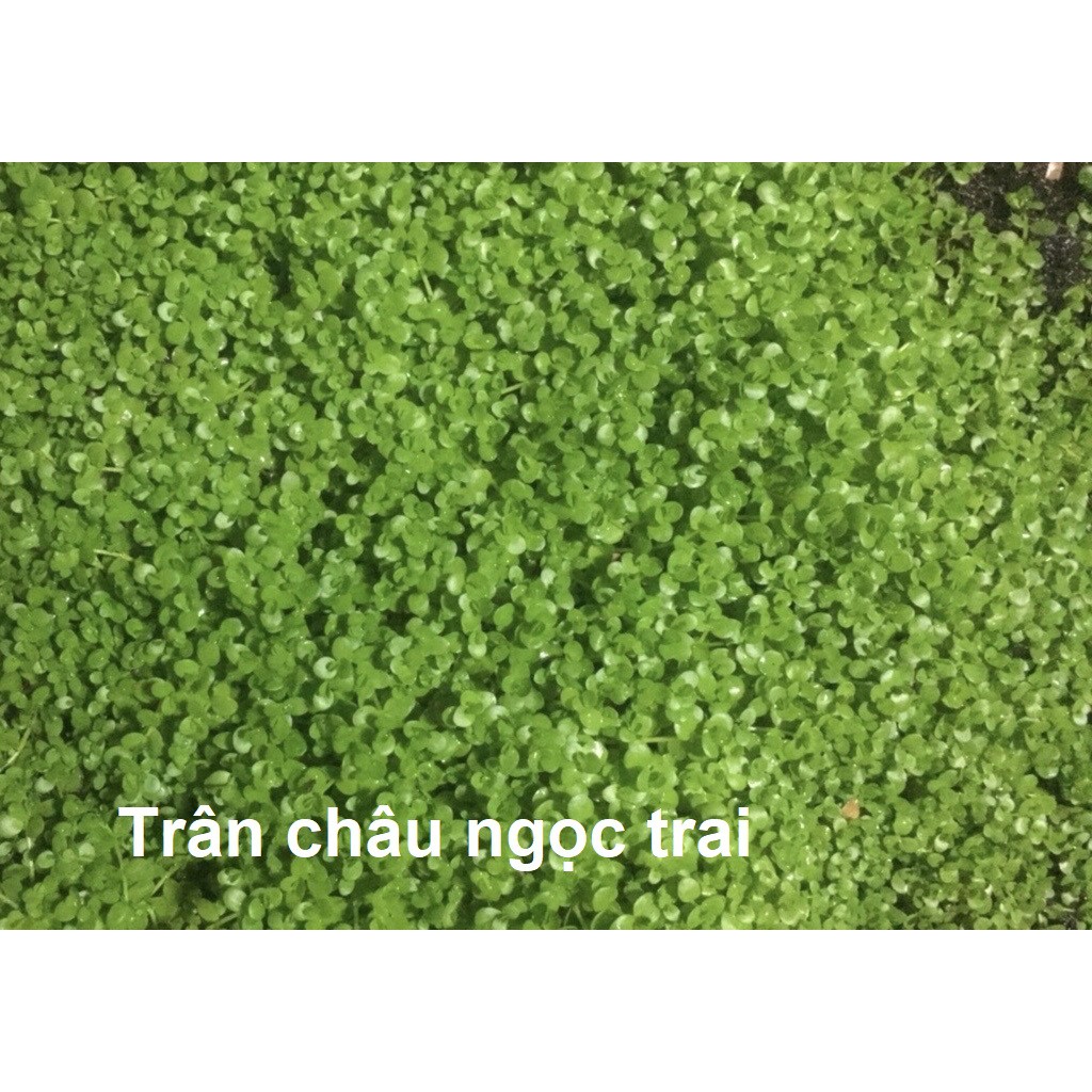 Cây Trân Châu Ngọc Trai [Tấc 10cm x 10cm] - Cây trãi nền thủy sinh