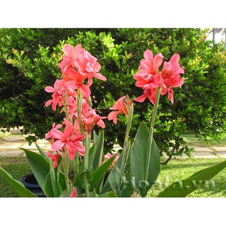 Cây hoa chuối (đảm bảo trồng là lên) rễ trần