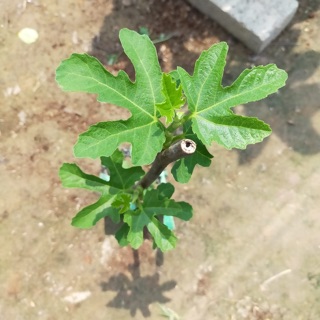 Cây giống sung Mỹ