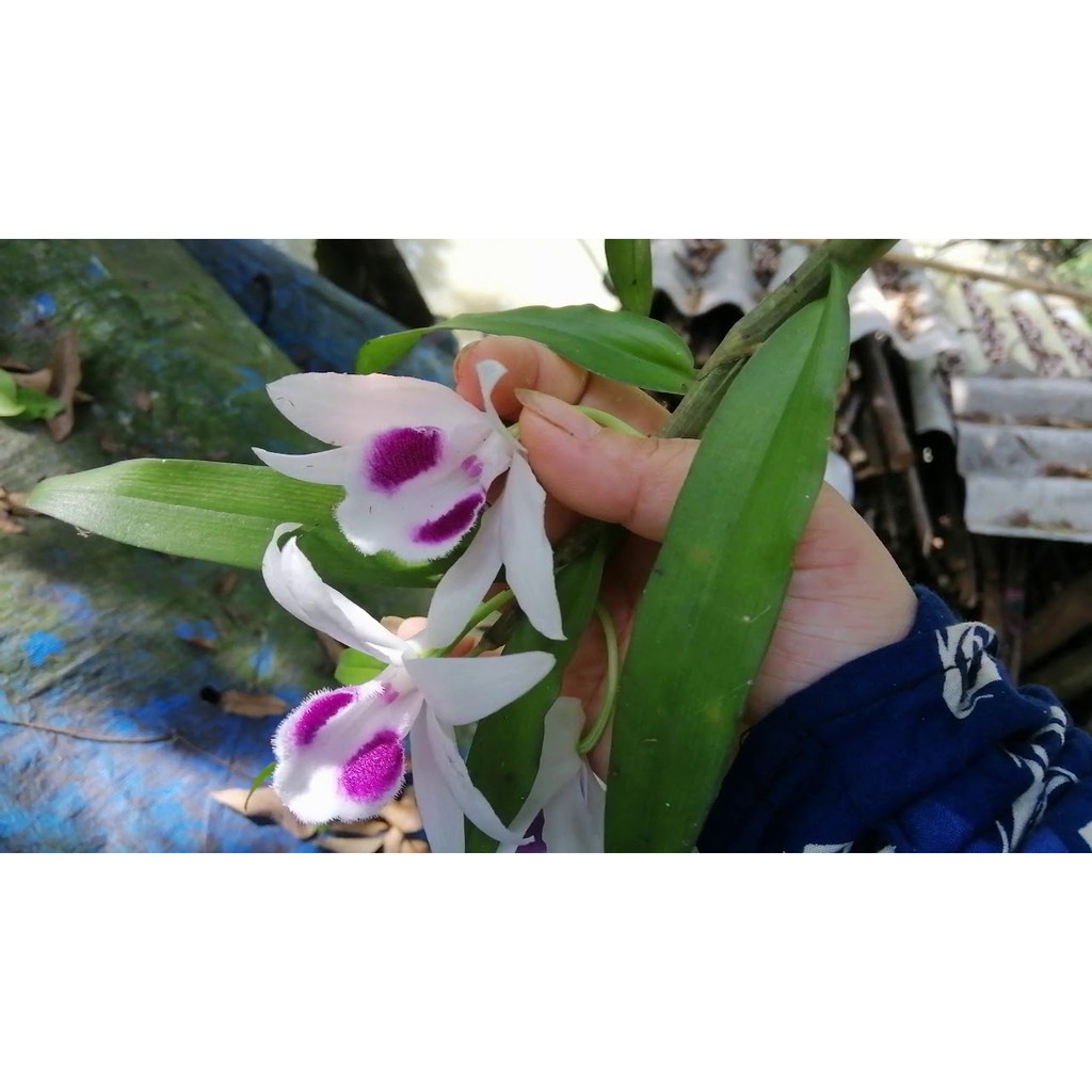 kie Cốc lan phi điệp đột biến 5 cánh trắng BÁC CẠN (5CT), hoa cực đẹp, cực hiếm, hàng gieo hạt + Tặng 02 cây nhót ngọt