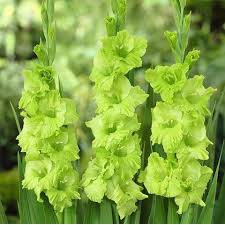 1Kg Củ hoa Lay ơn (Củ Dơn) size to, bao khỏe đẹp hàng hà lan nhập chuẩn