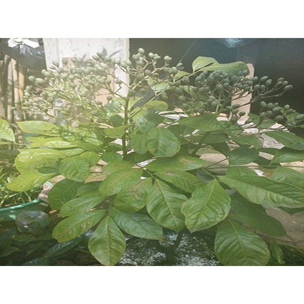 Cây Húng Vịt