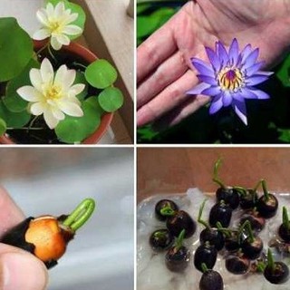 Hạt Giống Sen Nhật mini nhiều màu