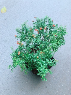 Cây Lựu Lai Cho Sai Trái