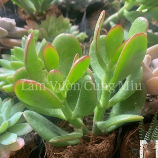 Sen Đá Thạch Bích 🍃🍃🍃 Size Bầu
