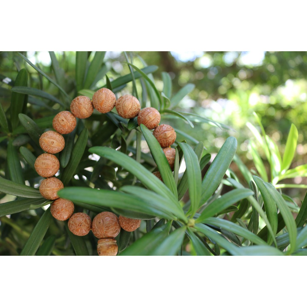 Vòng tay bồ đề mắt Phật (Phật nhãn) Nepal tự nhiên 12-15mm - Nepali Handmade Natural Bhodi Chitta Bracelet 12-15mm