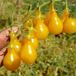 20 Hạt giống Cà chua quả lê vàng