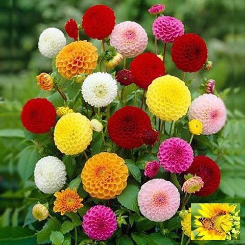GÓI 20 HẠT GIỐNG HOA THƯỢC DƯỢC MIX
