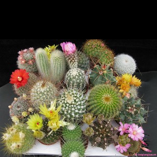 Thỏ Thông Minh Và Bốn Mùa