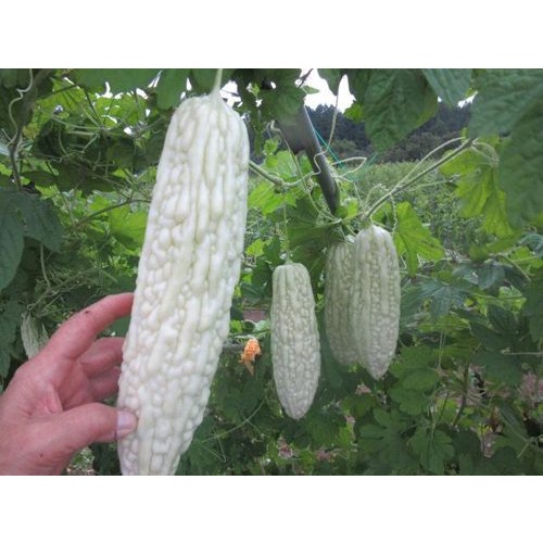 2Gram Hạt Giống Mướp Đắng Trắng Nhật Bản