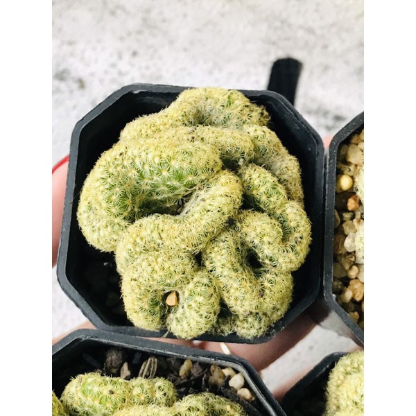 Xương rồng Mammi Crest gai vàng