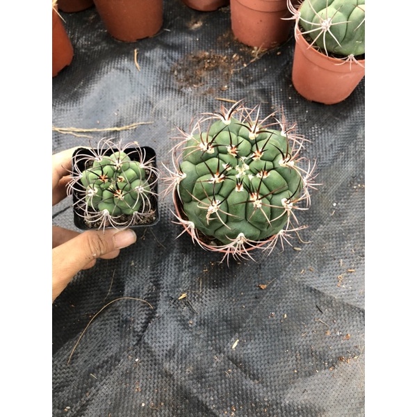 Xương rồng TÂN THIÊN ĐỊA, Size 5.5-9 cm, 1 đổi 1