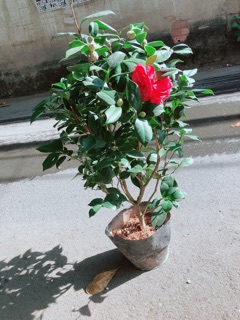 Cây Trà My