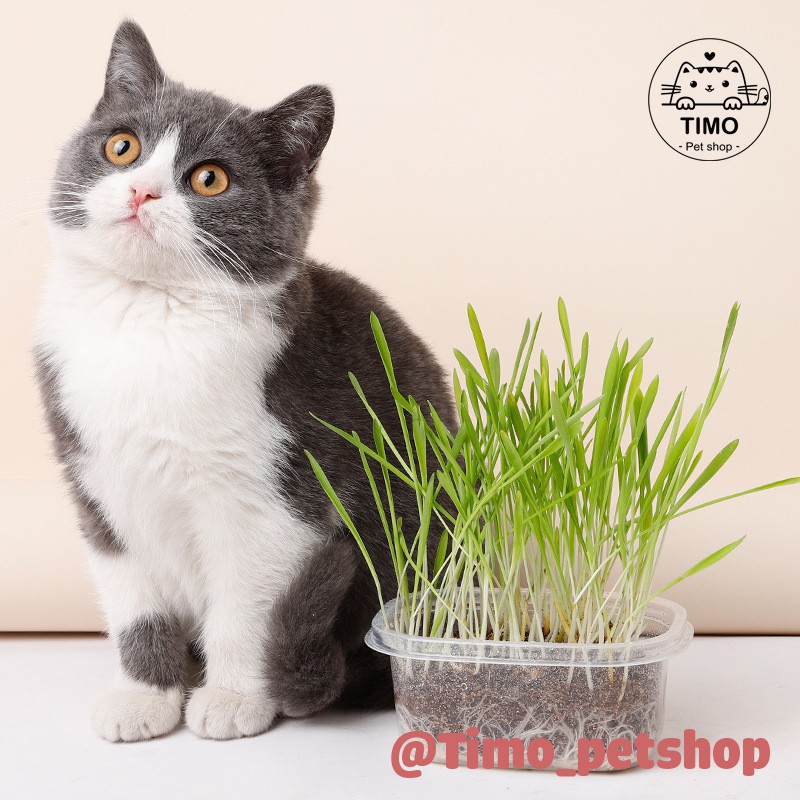 Cỏ mèo - Catnip ( tự trồng )