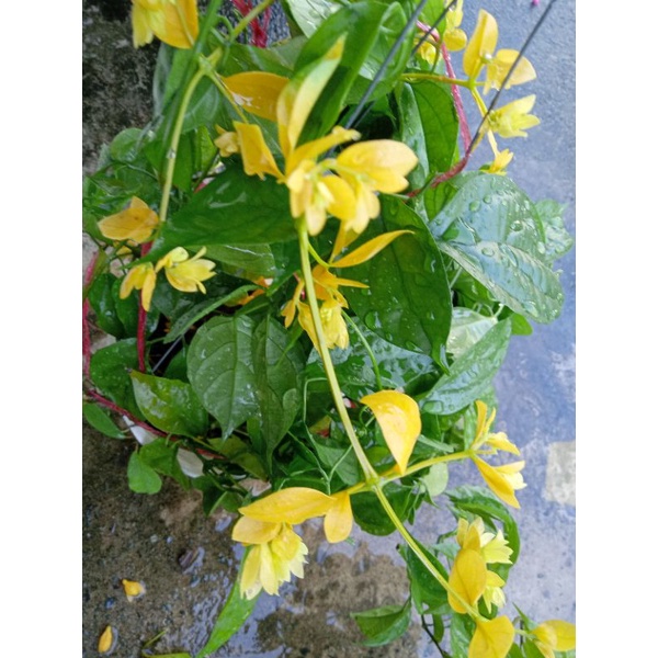 Cây lan hoàng dương