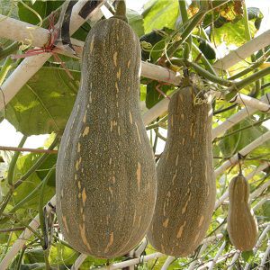 Hạt giống bi mật - 1 gói 10 hạt (TẶNG gói kích thích hạt nảy mầm)