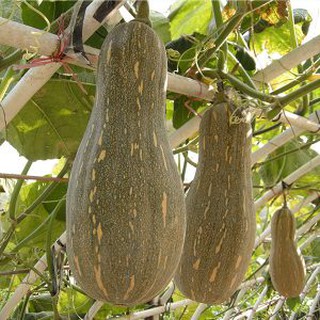 Hạt giống Bí Mật - 10 hạt - Bí Đỏ (TẶNG gói kích thích hạt nảy mầm)