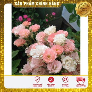 Hạt Giống Cây Hồng Thơm mix Nga