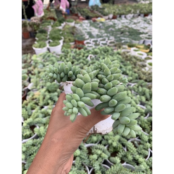 Sen đá chuỗi Ngọc bi