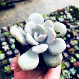 Sen Đá Sỏi Dẹp