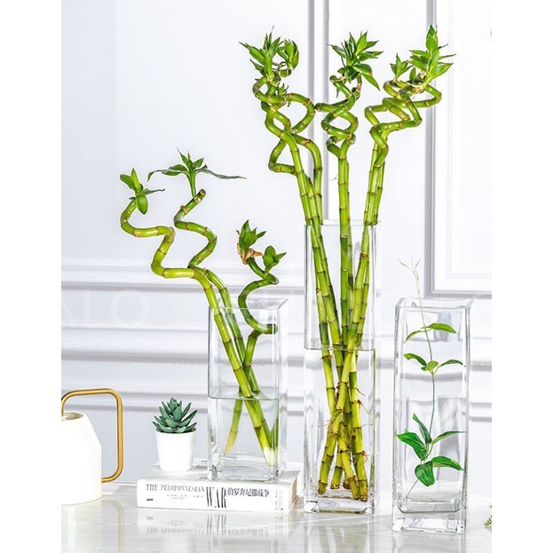 Lọ thủy tinh vuông - trụ ống VUÔNG cắm hoa, nuôi cá, thủy sinh 10x25/30/35/40cm