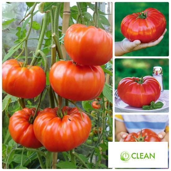 Hạt giống Cà chua khổng lồ 1kg