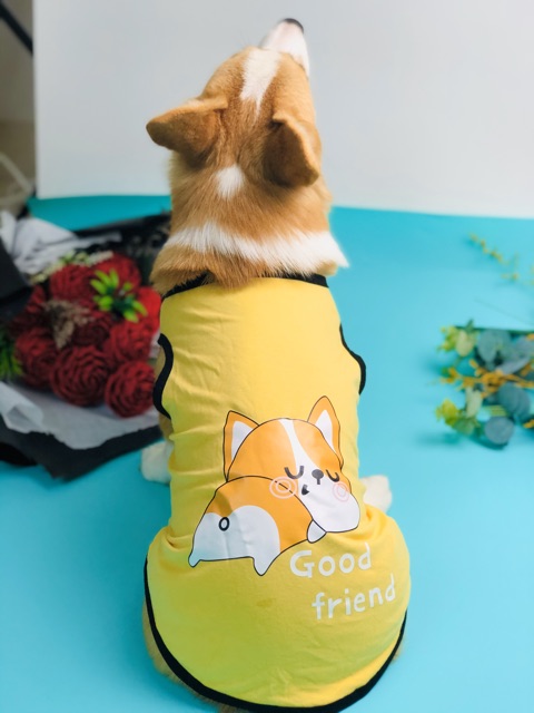 ÁO CHO CHÓ - ÁO CHÓ CORGI