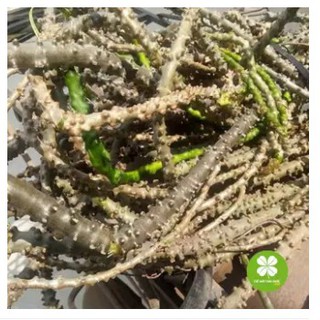 Cây Thần Thông Khô (1KG) - LCS120