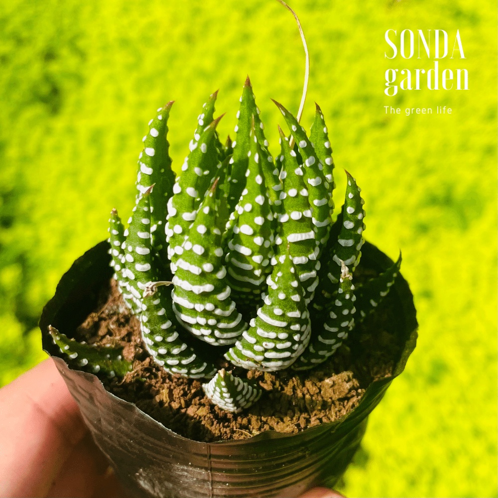 Sen đá móng rồng SONDA GARDEN size bé 5-8cm, cây cảnh trang trí nhà cửa, lỗi 1 đổi 1