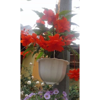 Chuẩn hoa tết 🌸hạt giống thu hải đường kép rủ