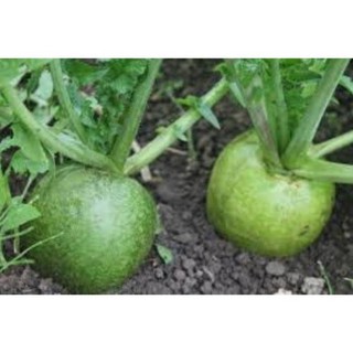 gói 5gr hạt giống củ cải đường (củ cải xanh)