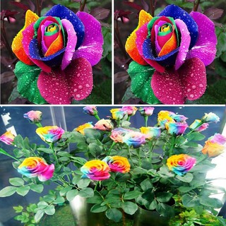 Hạt giống hoa hồng 7 màu