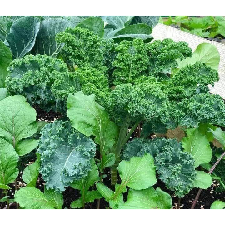 Hạt giống cải xoăn kale chịu nhiệt gói 10gr, hạt giống rau củ quả dễ trồng