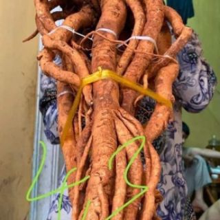 Đinh lăng nếp