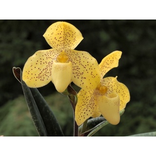 Hoa lan hài gấm(1 cây)
