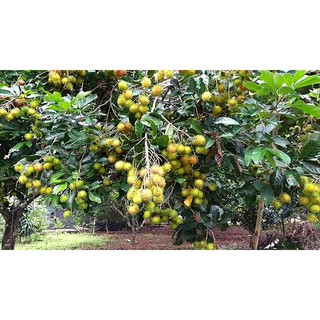 CÂY GIỐNG CHÔM CHÔM NHÃN