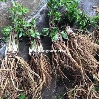 100h - hạt giống sâm đương quy